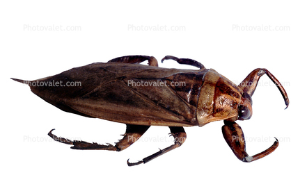 Giant Water Bug photo-object, (Benacus deyrolli), Nepomorpha, Belostomatidae, object, cut-out, cutout