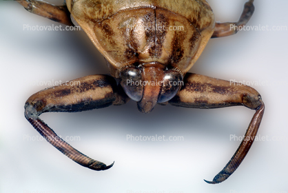 Giant Water Bug, (Benacus deyrolli), Nepomorpha, Belostomatidae