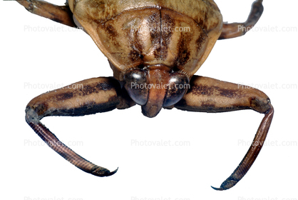 Giant Water Bug, (Benacus deyrolli), Nepomorpha, Belostomatidae, photo-object, object, cut-out, cutout