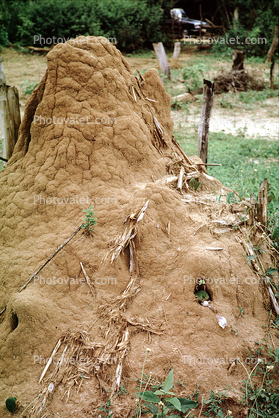 Termite Mound, Hill, Sri Lanka, 1950s