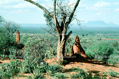 Termite Mound, Hill, Goro Ethiopia
