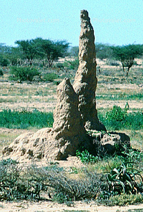Termite Mound, Hill