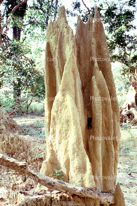Termite Mound, Hill, Bardiya, Nepal