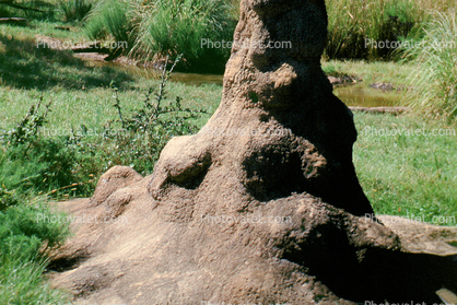 Termite Mound, Hill, Florida, USA