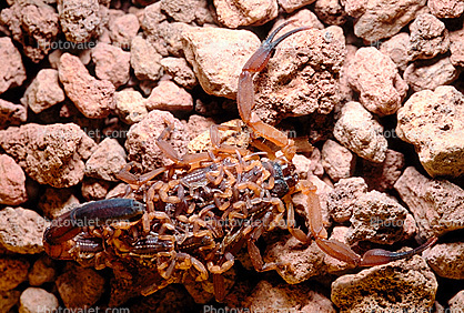 Scorpion, Babies, Costa Rica