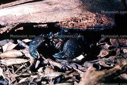 Emperor Scorpion, (Pandinus imperator), Scorpiones, Scorpionidae