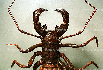 Whiptail Scorpian, Mastigoproctus giganteus, Thelyphonida, Thelyphonidae, Giant Vinegaroon Whip Scorpion