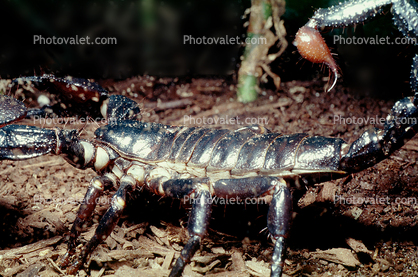 Giant African Scorpion, Emperor Scorpion, Pandinus sp, (Pandinus imperator), pedipalp