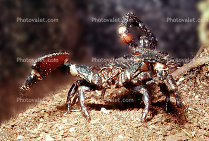 Giant African Scorpion, Emperor Scorpion, Pandinus sp, (Pandinus imperator), pedipalp