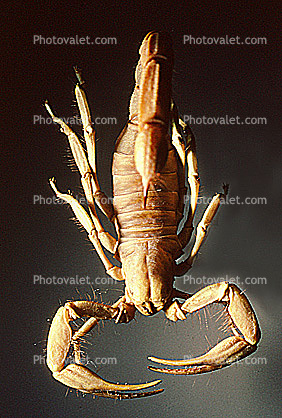 Giant Desert hairy Scorpion, (Hadrurus arizonensis pallidus), Scorpionidae, pedipalp pincers