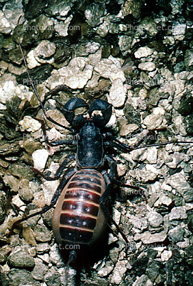 Whiptail Scorpian, (Mastigoproctus giganteus), Thelyphonida, Thelyphonidae, Giant Vinegaroon Whip Scorpion