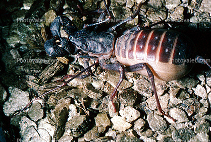 Whiptail Scorpian, (Mastigoproctus giganteus), Thelyphonida, Thelyphonidae, Giant Vinegaroon Whip Scorpion