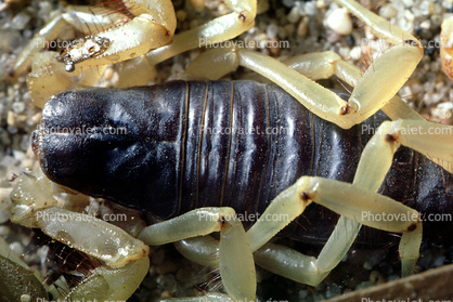 Death Stalker Scorpion, (Leiurus quinquestriatus), Scorpiones, Buthidae