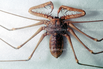 Tailess Whip Scorpion, Amblypygids