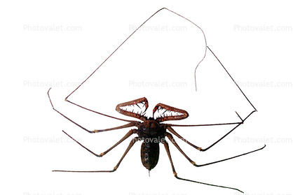 Tailess Whip Scorpion, Amblypygids, photo-object, object, cut-out, cutout