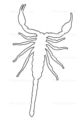 Malayan Jungle Scorpion outline, (Heterometrus spinifer), line drawing, shape