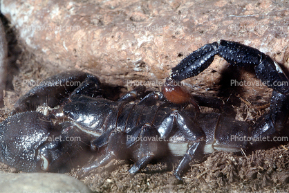 Emperor Scorpion, (Pandinus imperator), Scorpiones, Scorpionidae