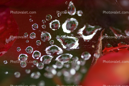 Lucent Raindrops on a Web, Marin County