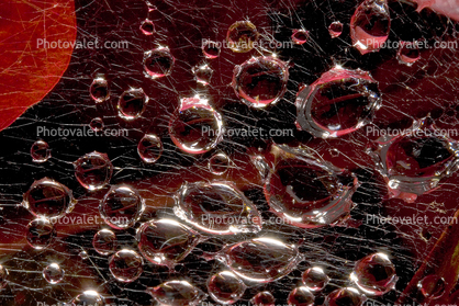 Strings of Raindrops on a Web, Marin County