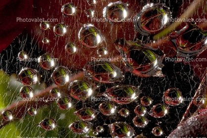 Raindrops on a Web, Marin County