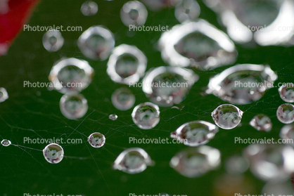 Floating Raindrops on a Web