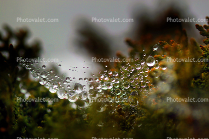 Floating Raindrops on a Web, Sonoma County