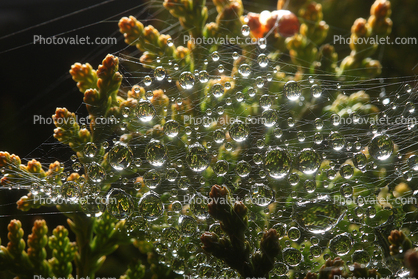 Facade of Raindrops on a Web, Sonoma County