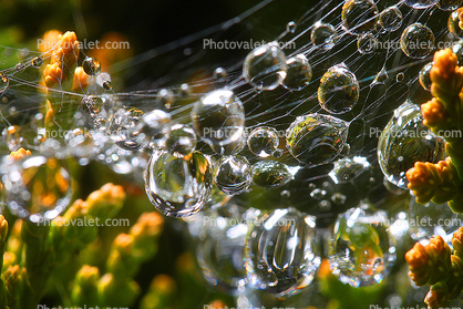 Clumpy Raindrops on a Web, Sonoma County, California