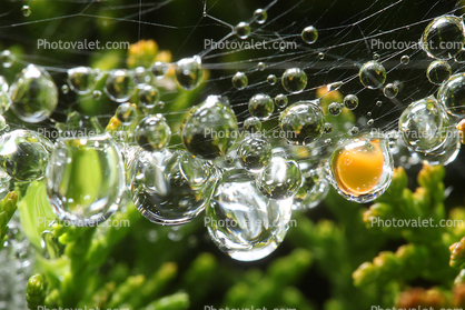 Raindrops hanging from a Web, Sonoma County