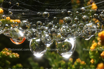 Sparkly Raindrops on a Web, Sonoma County