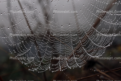 Spider and Dew Drops, Sonoma County, California