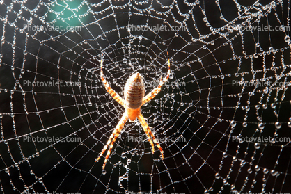 Spider and Dew Drops, Sonoma County, California