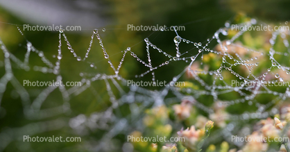 Pearly Dew Drops on a Spider Web, Pearls, Triangles