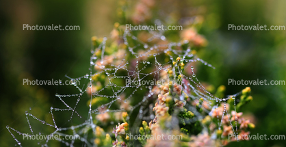 Pearly Dew Drops on a Spider Web, PearlsPearly Dew Drops on a Spider Web, Pearls