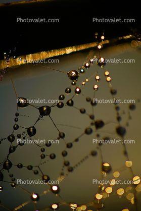 Early Morning Dew Drops on a Spider web, Neurons