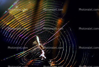Chromatic Spectrum off a Spider Web, Rainbow Sheen, Mill Valley, California