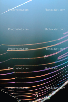 Chromatic Spectrum off a Spider Web, Rainbow Sheen, Mill Valley, California