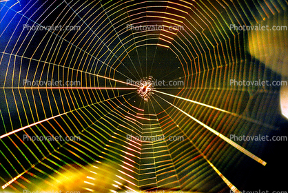 Chromatic Spectrum off a Spider Web, Rainbow Sheen