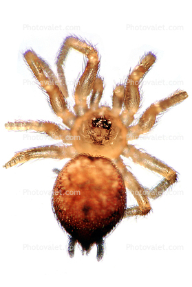 Spider, creepy crawlers, photo-object, object, cut-out, cutout