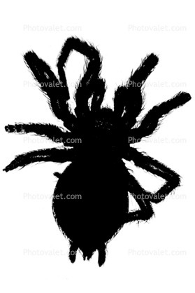 Spider silhouette, creepy crawler, shape, logo