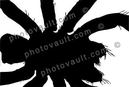 Tarantula silhouette, logo, shape