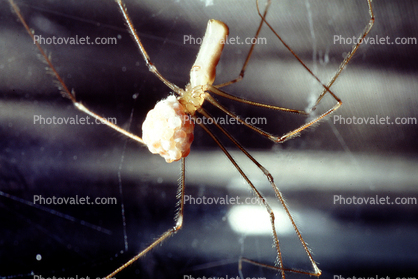 Long-Bodied Cellar Spider, Pholeus phalagioides