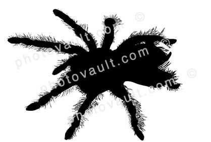 Tarantula silhouette, logo, Orange-Kneed Tarantula, (Euathlus emelia), Theraposidae, shape