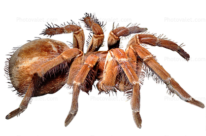 Goliath bird-eating spider (Theraphosa blondi), Araneae, Mygalomorphae, Theraphosidae, photo-object, object, cut-out, cutout