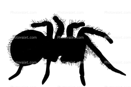 Goliath bird-eating spider Silhouette, (Theraphosa blondi), Araneae, Mygalomorphae, Theraphosidae, logo, shape