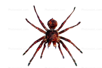 Goliath bird-eating spider (Theraphosa blondi), Araneae, Mygalomorphae, Theraphosidae, photo-object, object, cut-out, cutout