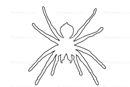 Goliath bird-eating spider line drawing, (Theraphosa blondi), Araneae, Mygalomorphae, Theraphosidae, outline, shape