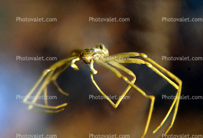 Brown Recluse Spider, (Loxosceles reclusa), Araneae, Sicariidae