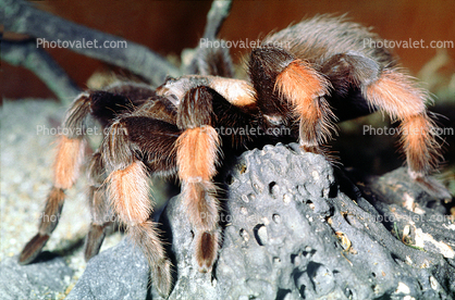 Mexican Red-Legged Tarantula, Brachypelma emilia