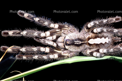 Indian Ornamental Tarantula (Poecilotheria regalis), Araneae, Mygalomorphae, Theraphosidae, Poecilotheriinae, Poecilotheria
